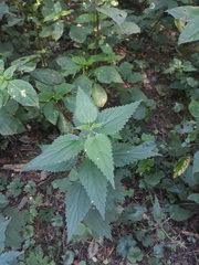 Urtica dioica