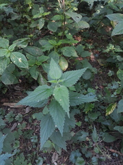 Urtica dioica
