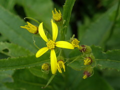 Senecio hercynicus