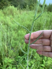 Polygonella polygama