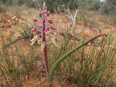 Lachenalia anguinea