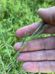Polygonella polygama