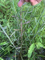 Polygonella polygama