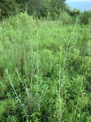 Polygonella polygama