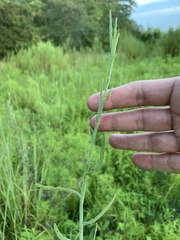 Polygonella polygama
