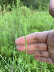 Polygonella polygama