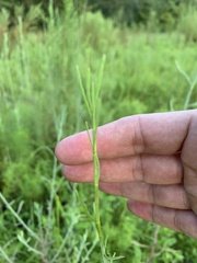 Polygonella polygama