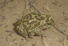 Sclerophrys mauritanica