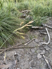 Festuca viridula