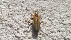 Cantharis terminata