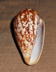 Conus mozambicus