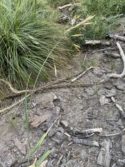 Festuca viridula