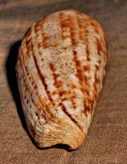 Conus mozambicus