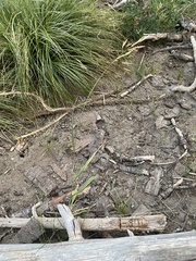 Festuca viridula