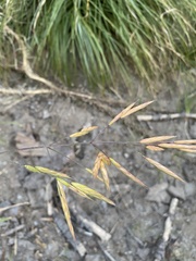 Festuca viridula