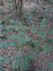 Corylus avellana