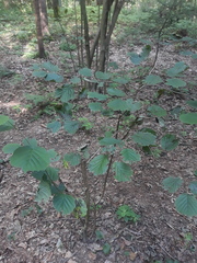 Corylus avellana