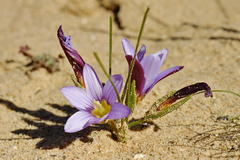 Romulea vinacea