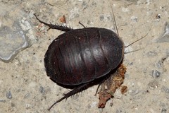 Polyphaga aegyptiaca