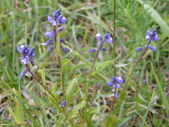 Polygala amara