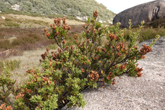 Orites lancifolius