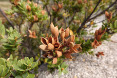 Orites lancifolius