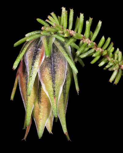 Darwinia helichrysoides thumbnail