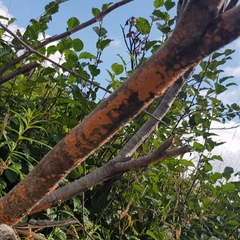 Peniophora aurantiaca