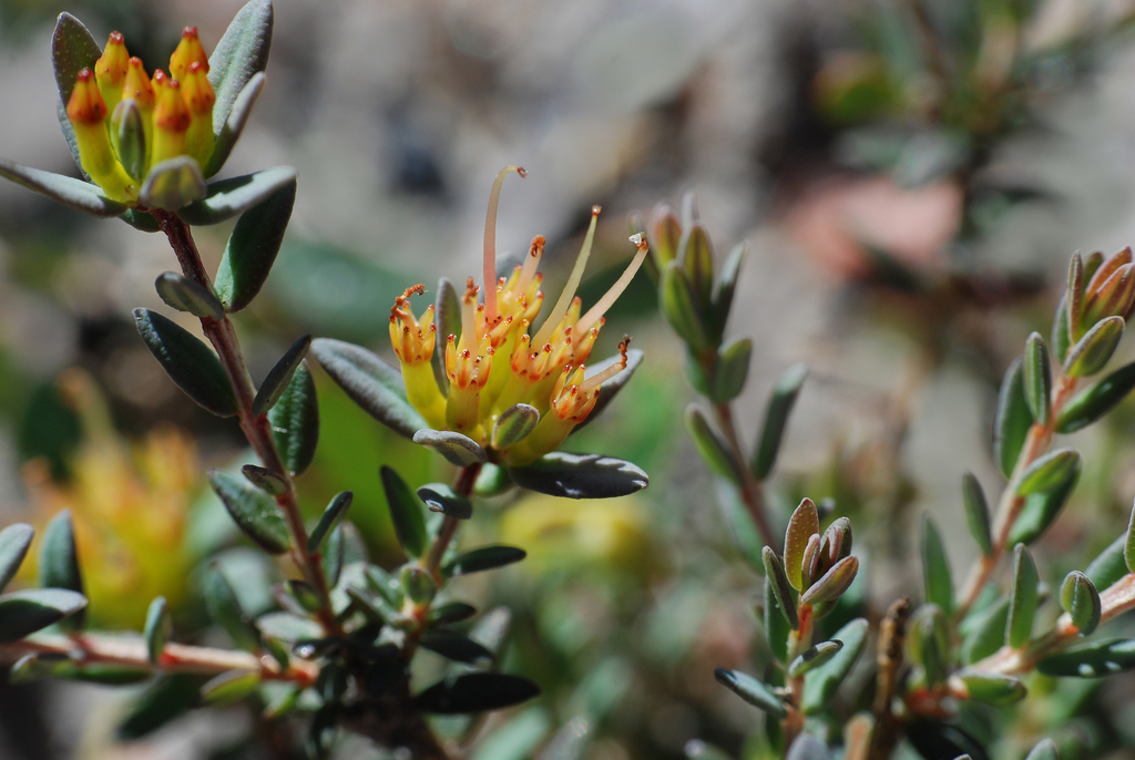 Darwinia thymoides