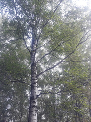Betula pendula