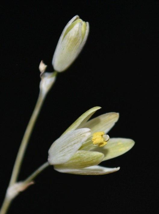 Ornithogalum deltoideum