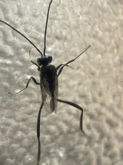 Evania appendigaster