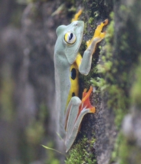 Twin-Spotted Tree Frog photo 2