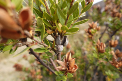 Orites lancifolius