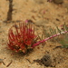 Darwinia virescens - Photo (c) Wildlife Travel,  זכויות יוצרים חלקיות (CC BY-NC)