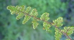 Cheilanthes parviloba