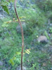 Cheilanthes parviloba