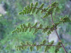 Cheilanthes parviloba