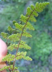 Cheilanthes parviloba