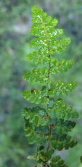 Cheilanthes parviloba