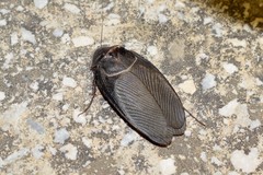 Polyphaga aegyptiaca