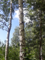 Betula pendula
