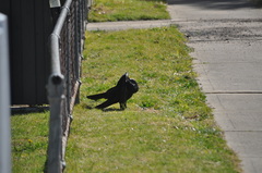 Corvus coronoides coronoides