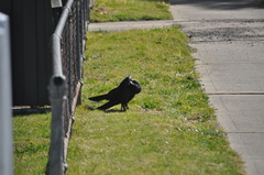 Corvus coronoides coronoides