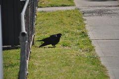 Corvus coronoides coronoides