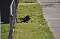 Corvus coronoides coronoides