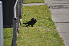 Corvus coronoides coronoides