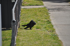 Corvus coronoides coronoides