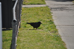 Corvus coronoides coronoides