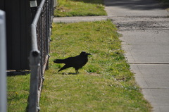 Corvus coronoides coronoides